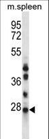 NQO2 Antibody - NQO2 Antibody western blot of mouse spleen tissue lysates (35 ug/lane). The NQO2 antibody detected the NQO2 protein (arrow).