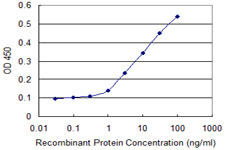 NQO2 Antibody - Detection limit for recombinant GST tagged NQO2 is approximately 1 ng/ml as a capture antibody.