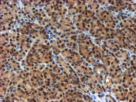 NQO2 Antibody - IHC of paraffin-embedded Human pancreas tissue using anti-NQO2 mouse monoclonal antibody.