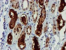 NQO2 Antibody - IHC of paraffin-embedded Human Kidney tissue using anti-NQO2 mouse monoclonal antibody.