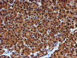 NQO2 Antibody - IHC of paraffin-embedded Human pancreas tissue using anti-NQO2 mouse monoclonal antibody. (Heat-induced epitope retrieval by 10mM citric buffer, pH6.0, 100C for 10min).