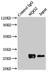 NQO2 Antibody - Immunoprecipitating NQO2 in K562 whole cell lysateLane 1: Rabbit control IgG(1µg) instead ofin K562 whole cell lysate.For western blotting, a HRP-conjugated Protein G antibody was used as the secondary antibody (1/2000) Lane 2:K562 whole cell lysate(500µg) Lane 3: K562 whole cell lysate (10µg)