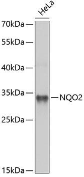NQO2 Antibody - Western blot analysis of extracts of HeLa cells using NQO2 Polyclonal Antibody at dilution of 1:1000.