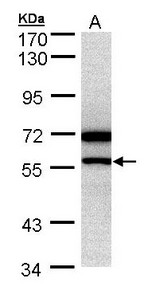 NR0B1 / DAX1 Antibody - Sample (30 ug of whole cell lysate). A: HeLa S3 . 7.5% SDS PAGE. NR0B1 / DAX1 antibody diluted at 1:500