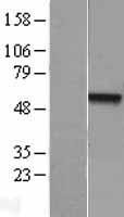 NR0B1 / DAX1 Protein - Western validation with an anti-DDK antibody * L: Control HEK293 lysate R: Over-expression lysate