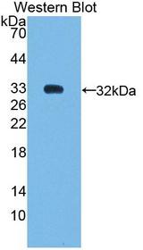 NR0B2 Antibody - Western blot of NR0B2 antibody.