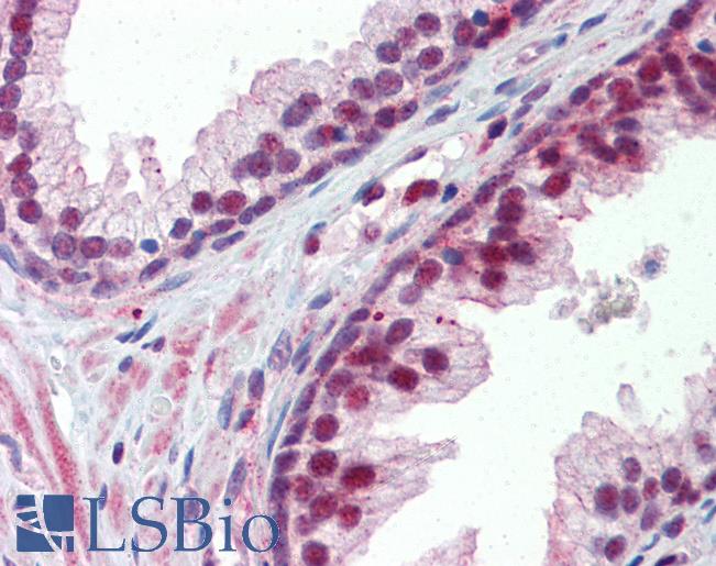 NR0B2 Antibody - Anti-NR0B2 antibody IHC of human prostate. Immunohistochemistry of formalin-fixed, paraffin-embedded tissue after heat-induced antigen retrieval. Antibody concentration 5 ug/ml.  This image was taken for the unconjugated form of this product. Other forms have not been tested.