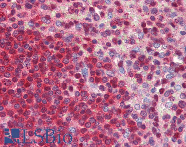NR0B2 Antibody - Anti-NR0B2 antibody IHC of human spleen. Immunohistochemistry of formalin-fixed, paraffin-embedded tissue after heat-induced antigen retrieval. Antibody concentration 5 ug/ml.  This image was taken for the unconjugated form of this product. Other forms have not been tested.