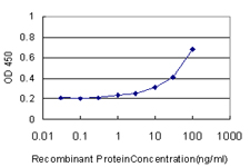 NR0B2 Antibody - Detection limit for recombinant GST tagged NR0B2 is approximately 3 ng/ml as a capture antibody.