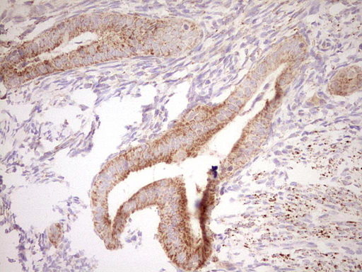 NR0B2 Antibody - Immunohistochemical staining of paraffin-embedded Human endometrium tissue within the normal limits using anti-NR0B2 mouse monoclonal antibody. (Heat-induced epitope retrieval by Tris-EDTA, pH8.0) Dilution: 1:150