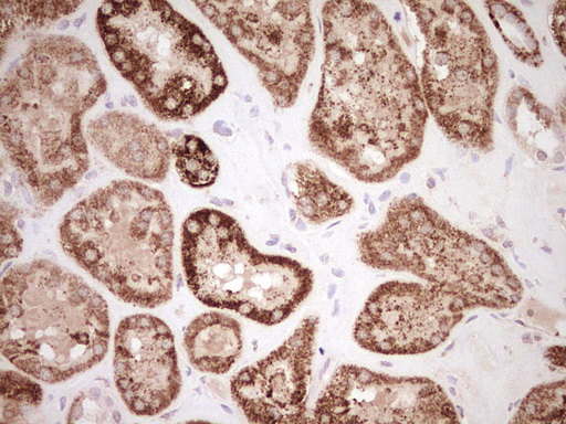 NR0B2 Antibody - Immunohistochemical staining of paraffin-embedded Human Kidney tissue within the normal limits using anti-NR0B2 mouse monoclonal antibody. (Heat-induced epitope retrieval by Tris-EDTA, pH8.0) Dilution: 1:150