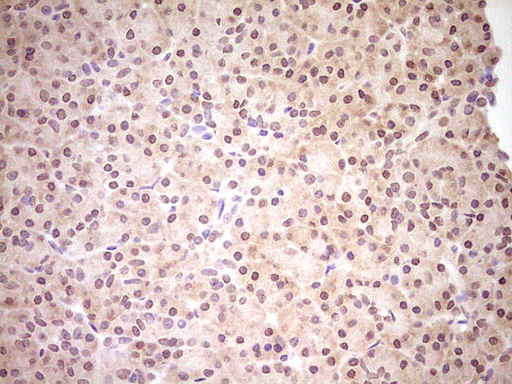NR0B2 Antibody - Immunohistochemical staining of paraffin-embedded Human pancreas tissue within the normal limits using anti-NR0B2 mouse monoclonal antibody. (Heat-induced epitope retrieval by Tris-EDTA, pH8.0) Dilution: 1:150