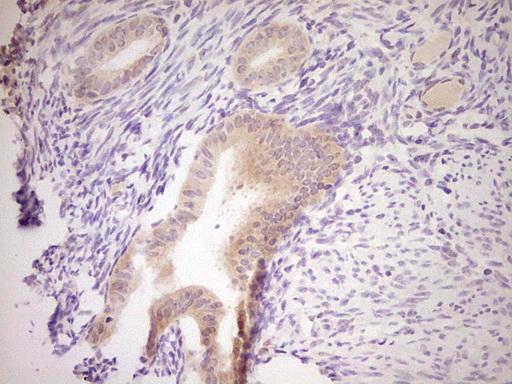 NR0B2 Antibody - Immunohistochemical staining of paraffin-embedded Human endometrium tissue within the normal limits using anti-NR0B2 mouse monoclonal antibody. (Heat-induced epitope retrieval by Tris-EDTA, pH8.0) Dilution: 1:150