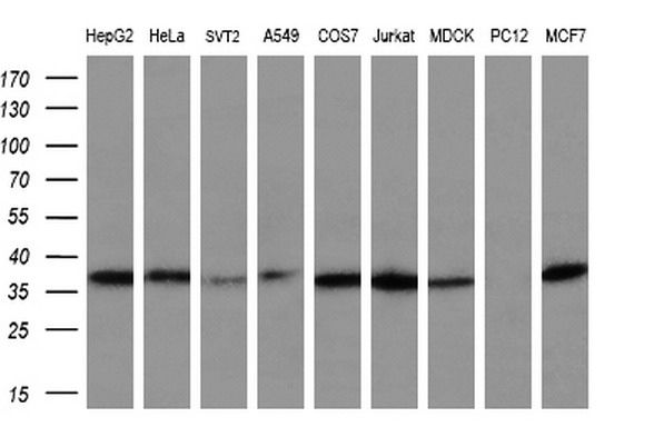 NR0B2 Antibody - Western blot analysis of extracts. (35ug) from 9 different cell lines by using anti-NR0B2 monoclonal antibody. (HepG2: human; HeLa: human; SVT2: mouse; A549: human; COS7: monkey; Jurkat: human; MDCK: canine;rat; MCF7: human). (1:200)
