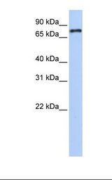NR1D1 Antibody - Transfected 293T cell lysate. Antibody concentration: 1.0 ug/ml. Gel concentration: 12%.  This image was taken for the unconjugated form of this product. Other forms have not been tested.