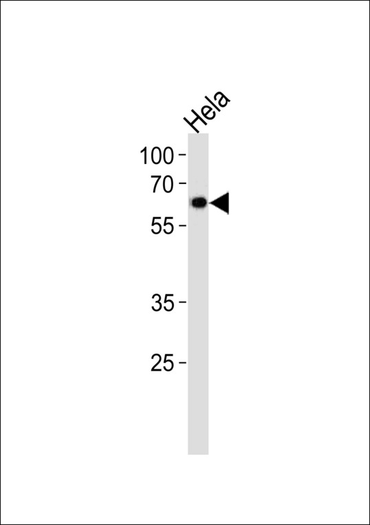 NR1D2 Antibody - NR1D2 Antibody western blot of HeLa cell line lysates (35 ug/lane). The NR1D2 antibody detected the NR1D2 protein (arrow).