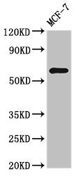 NR1D2 Antibody - Western Blot Positive WB detected in:MCF-7 whole cell lysate All Lanes:NR1D2 antibody at 3µg/ml Secondary Goat polyclonal to rabbit IgG at 1/50000 dilution Predicted band size: 65 KDa Observed band size: 65 KDa