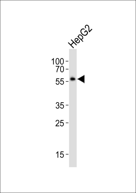 NR1H2 / LXR Beta Antibody - Western blot of lysate from HepG2 cell line, using NR1H2 Antibody. Antibody was diluted at 1:1000. A goat anti-rabbit IgG H&L (HRP) at 1:10000 dilution was used as the secondary antibody. Lysate at 20ug.