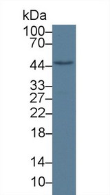 NR1H2 / LXR Beta Antibody - Western Blot; Sample: Mouse Liver lysate; Primary Ab: 1µg/ml Rabbit Anti-Mouse LXRb Antibody Second Ab: 0.2µg/mL HRP-Linked Caprine Anti-Rabbit IgG Polyclonal Antibody