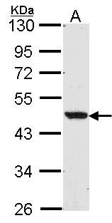 NR1H2 / LXR Beta Antibody - Sample (30 ug of whole cell lysate). A: A549 10% SDS PAGE. NR1H2 antibody diluted at 1:1000. 