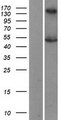 NR1H2 / LXR Beta Protein - Western validation with an anti-DDK antibody * L: Control HEK293 lysate R: Over-expression lysate