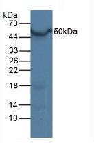 NR1H3 / LXR Alpha Antibody - Western Blot; Sample: Mouse Liver Tissue.