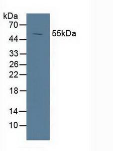 NR1H3 / LXR Alpha Antibody - Western Blot; Sample: Porcine Spleen Tissue.