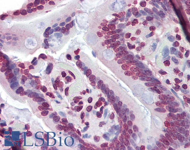 NR1H3 / LXR Alpha Antibody - Anti-NR1H3 / LXR Alpha antibody IHC of human small intestine. Immunohistochemistry of formalin-fixed, paraffin-embedded tissue after heat-induced antigen retrieval. Antibody concentration 5 ug/ml.  This image was taken for the unconjugated form of this product. Other forms have not been tested.