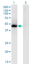 NR1H3 / LXR Alpha Antibody - Western blot of NR1H3 expression in transfected 293T cell line by NR1H3 monoclonal antibody.