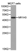 NR1H3 / LXR Alpha Antibody - Western blot of extracts of MCF7 cell lines, using NR1H3 antibody.