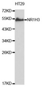 NR1H3 / LXR Alpha Antibody - Western blot analysis of extracts of HT29 cell lines, using NR1H3 antibody.