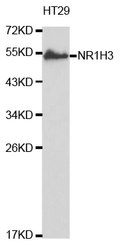 NR1H3 / LXR Alpha Antibody - Western blot analysis of extracts of HT29 cell lines, using NR1H3 antibody.