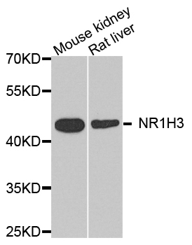 NR1H3 / LXR Alpha Antibody - Western blot analysis of extract of various cells.