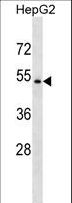 NR1H4 / FXR Antibody - NR1H4 Antibody western blot of HepG2 cell line lysates (35 ug/lane). The NR1H4 antibody detected the NR1H4 protein (arrow).
