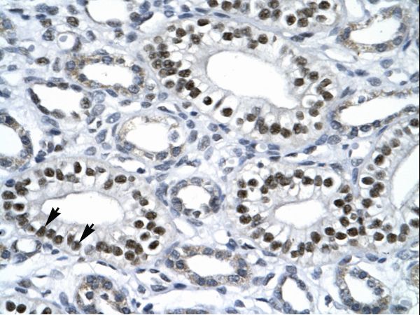 NR1H4 / FXR Antibody - Human Kidney.  This image was taken for the unconjugated form of this product. Other forms have not been tested.
