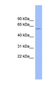 NR1H4 / FXR Antibody - NR1H4 antibody Western blot of THP-1 cell lysate. This image was taken for the unconjugated form of this product. Other forms have not been tested.