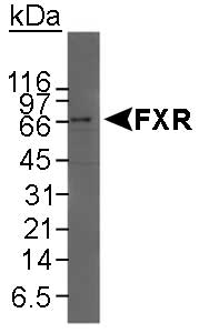 NR1H4 / FXR Antibody - Detection of FXR in HeLa nuclear extract using FXR (Farnesoid X-Receptor) Antibody. ECL 30 minute detection.  This image was taken for the unconjugated form of this product. Other forms have not been tested.