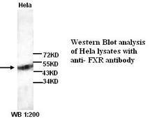 NR1H4 / FXR Antibody