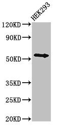 NR1H4 / FXR Antibody - Western Blot Positive WB detected in: HEK293 whole cell lysate All lanes: NR1H4 antibody at 3µg/ml Secondary Goat polyclonal to rabbit IgG at 1/50000 dilution Predicted band size: 56, 55, 49 kDa Observed band size: 56 kDa