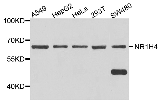 NR1H4 / FXR Antibody - Western blot analysis of extract of various cells.