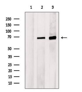 NR1H4 / FXR Antibody