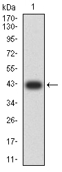 NR1I2 / PXR Antibody - Western blot analysis using NR1I2 mAb against human NR1I2 (AA: 1-142) recombinant protein. (Expected MW is 42.2 kDa)