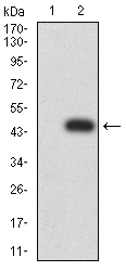 NR1I2 / PXR Antibody - Western blot analysis using NR1I2 mAb against HEK293 (1) and NR1I2 (AA: 1-142)-hIgGFc transfected HEK293 (2) cell lysate.