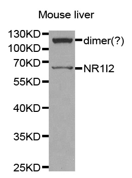 NR1I2 / PXR Antibody - Western blot analysis of extracts of Mouse liver.