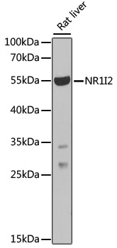 NR1I2 / PXR Antibody - Western blot analysis of extracts of rat liver, using NR1I2 antibody at 1:1000 dilution. The secondary antibody used was an HRP Goat Anti-Rabbit IgG (H+L) at 1:10000 dilution. Lysates were loaded 25ug per lane and 3% nonfat dry milk in TBST was used for blocking. An ECL Kit was used for detection and the exposure time was 10s.