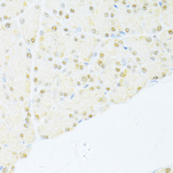 NR1I2 / PXR Antibody - Immunohistochemistry of paraffin-embedded rat pancreas using NR1I2 antibodyat dilution of 1:100 (40x lens).