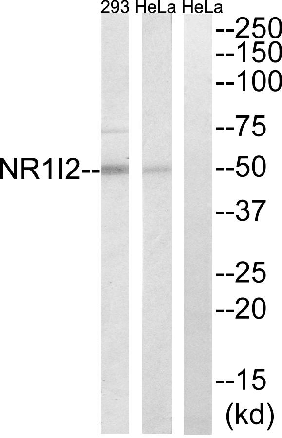 NR1I2 / PXR Antibody - Western blot analysis of extracts from HeLa and 293 cells, using NR1I2 antibody.