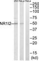 NR1I2 / PXR Antibody - Western blot analysis of extracts from HeLa and 293 cells, using NR1I2 antibody.