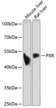 NR1I2 / PXR Antibody - Western blot analysis of extracts of various cell lines using PXR Polyclonal Antibody at dilution of 1:1000.