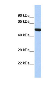 NR1I2 / PXR Antibody - NR1I2 / PXR antibody Western blot of HepG2 cell lysate. This image was taken for the unconjugated form of this product. Other forms have not been tested.